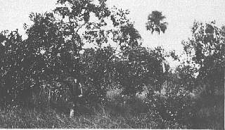 orange grove west balm beach, fl- oct. 1930.jpg